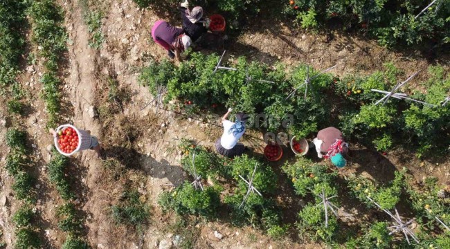 Güz hasadı başladı, birinci kalite ürünün kilogramı 12 liradan satılıyor