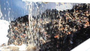 Hasad ve ekim bir arada, hedef 43 bin ton üretim