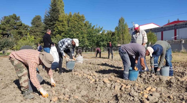 Hasat dönemi başladı, hedefleri Leventbey'i sofralara katmak