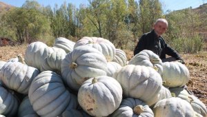 Organik bal kabağı tarladan tezgaha tezgahtan sofraya ulaşıyor