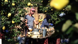 Sapı ve yaprağı bile değerlendiriliyor, bahçede kilo fiyatı 10 lira