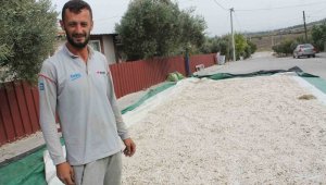 Tohumunu yıllar evvel Don Kazakları getirmişti, kilosu 100 liradan satılıyor