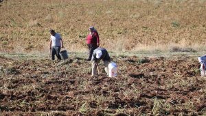 Vatandaşlar tarlaya akın etti, kışlık ihtiyaçlarını ücretsiz karşıladılar
