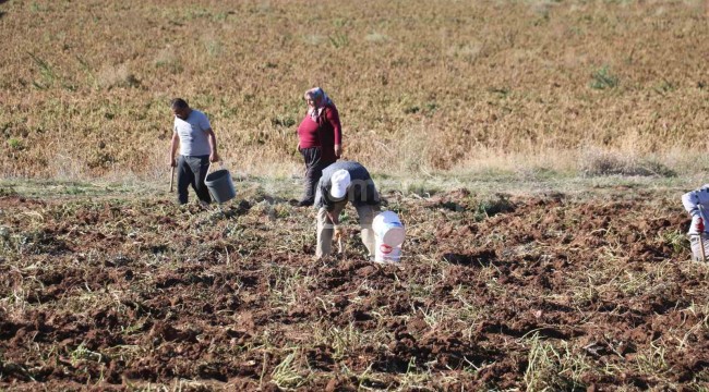 Vatandaşlar tarlaya akın etti, kışlık ihtiyaçlarını ücretsiz karşıladılar