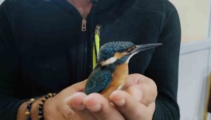 Yalıçapkını bitkin halde bulundu