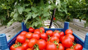 5 aylık hasat döneminde 500 ton ürünle rekora imza atıldı