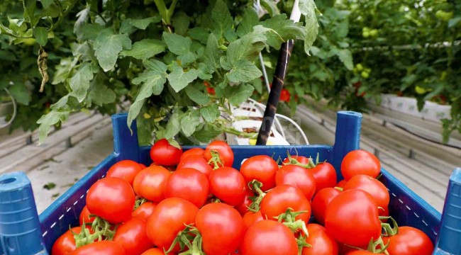 5 aylık hasat döneminde 500 ton ürünle rekora imza atıldı