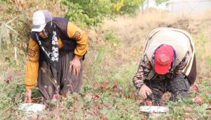 Açık alanda son hasat, kilogramı 50 liradan alıcı buluyor