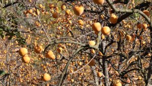Ağaçların dalları meyve dolu, bölgede hasat sevinci
