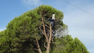 Çam ağaçlarından toplanıp ihraç ediliyor, çalışanın yevmiyesi 1500 lira