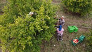 Dağların arasındaki ovada hasat, lezzetiyle büyük ilgi görüyor