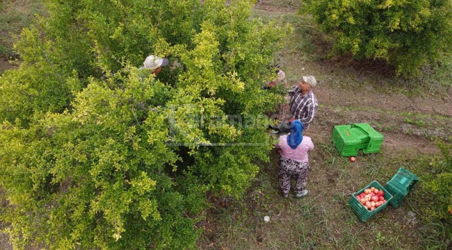 Dağların arasındaki ovada hasat, lezzetiyle büyük ilgi görüyor