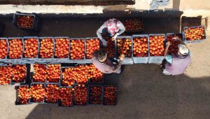 Hasat başladı, kilogramda 7 liraya düşen fiyat üreticiyi etkiledi