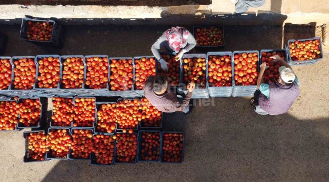 Hasat başladı, kilogramda 7 liraya düşen fiyat üreticiyi etkiledi