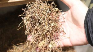 Herkes çöpe atıyor ancak, aktar faydalarını saymakla bitiremedi