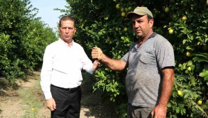 Kilogram fiyatı 30 kuruşa düşünce ürün dalda kaldı