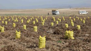 Köy geçimini bu üründen sağlıyor, ortalama 13 liradan alıcı buluyor