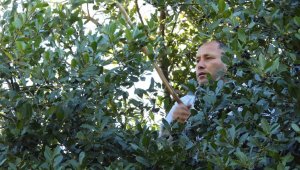 Köylülerin geçim kaynağı, topladıkları yaprağın kilosu 7 liradan satılıyor