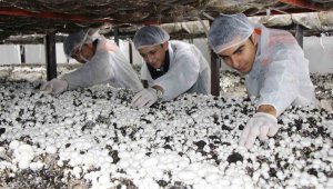 Lise öğrencileri yetiştiriyor, çorbası da yapılan ürünün kilosu 65 lira