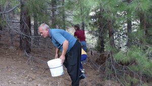 Satmayıp kendileri tüketiyorlar, köylü bulmak için ormanda seferber oluyor