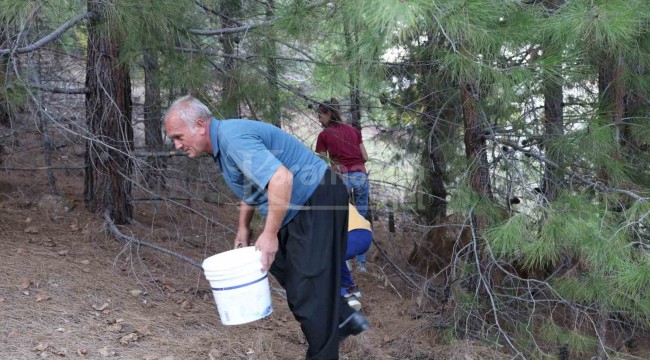 Satmayıp kendileri tüketiyorlar, köylü bulmak için ormanda seferber oluyor