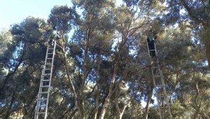 Silkeleme yok, hasadı yapılan ödüllü ürün dalından tek tek toplanıyor