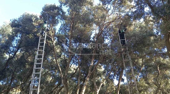 Silkeleme yok, hasadı yapılan ödüllü ürün dalından tek tek toplanıyor