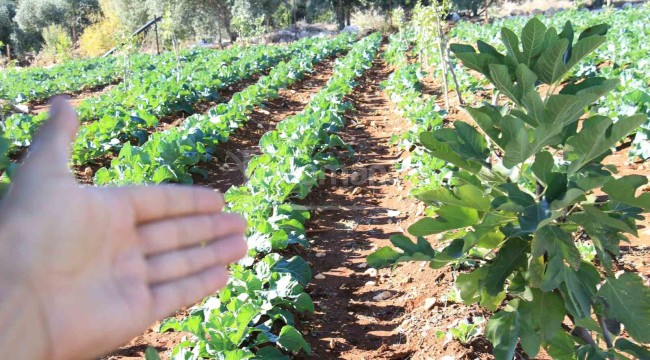 Son yağışlar, üreticinin yüzünü güldürdü