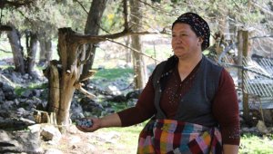 Tam 18 ayda olgunlaşıp bin bir emekle toplanıyor, kilosu 150 lira