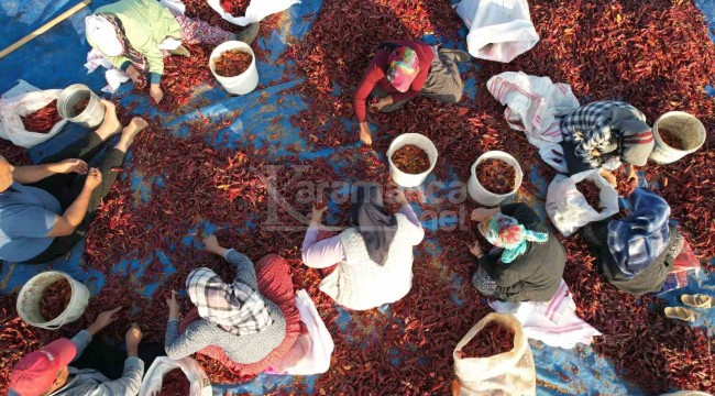 Tescilli üründe yılın son hasadı