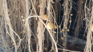 Topraksız tarımla üretiliyor, kapasite arttı