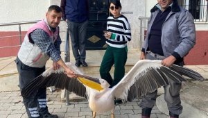 Yaralı halde bulunan pelikan koruma altına alındı