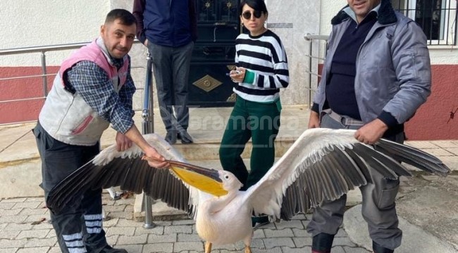 Yaralı halde bulunan pelikan koruma altına alındı