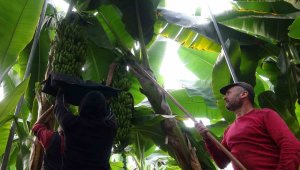 Bahçede fiyatı 16 lira, hasat sezonu başladı