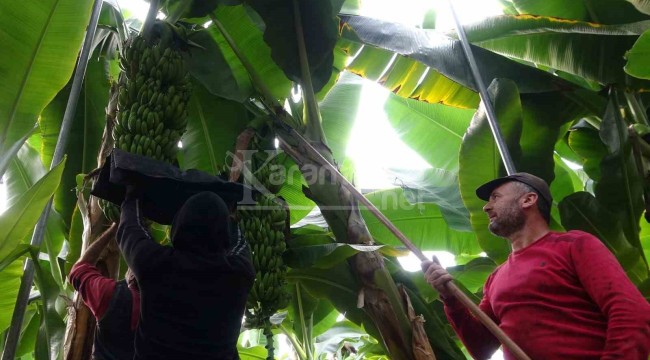 Bahçede fiyatı 16 lira, hasat sezonu başladı