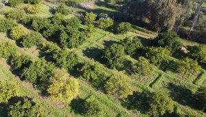 Binlerce tonluk rekolte bekleniyor, 200 bin ağaçta hasat başladı