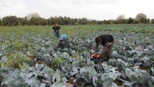 Bölgedeki çiftçiler bu ürüne yöneliyor, satışta pazar sıkıntısı yok