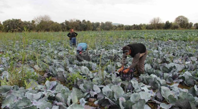 Bölgedeki çiftçiler bu ürüne yöneliyor, satışta pazar sıkıntısı yok