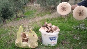 Bölgedeki dağlarda bolluk yaşanınca uzmanlardan uyarı geldi