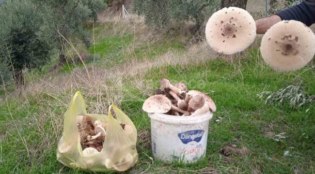 Bölgedeki dağlarda bolluk yaşanınca uzmanlardan uyarı geldi