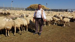 Bu sayede hayvan sayısını 2 katına çıkardı