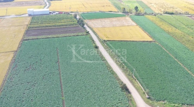 Bu şehir, 60 bin tonluk üretimle Türkiye 1'inciliğine yükseldi