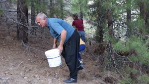 Bu yıl bereket yaşandığını duyan vatandaşlar ormana akın ediyor