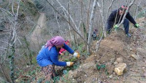 Dekar başına verim 80 kilogramdan 300 kilograma ulaşabilir
