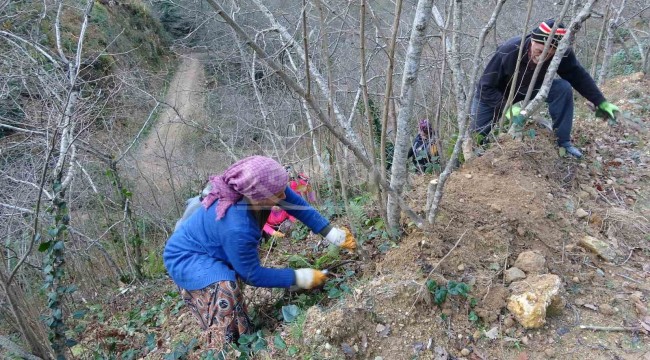 Dekar başına verim 80 kilogramdan 300 kilograma ulaşabilir