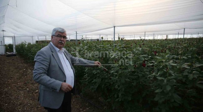 Diktiği yıl kazanmaya başlayınca bölgede üretici çoğaldı, tanesi 15 lira