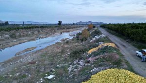Fiyatı bahçede 30 kuruşa düşünce dere yataklarına döküldü