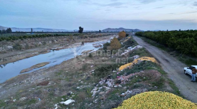 Fiyatı bahçede 30 kuruşa düşünce dere yataklarına döküldü