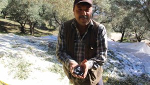 Fiyatı yüzde 200 artınca ürün değil adeta altın topluyorlar