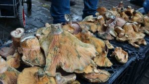 Kilosu 200 liradan satılıyor, gece yola çıkıp dağlık bölgelerden topluyorlar